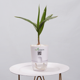 China Palm